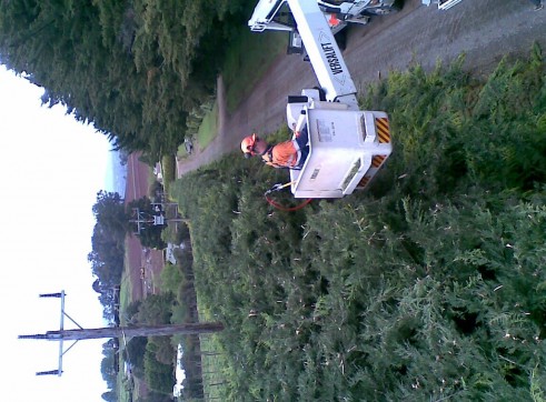 Power line clearing 10