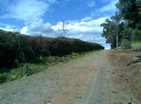 Power line clearing 11