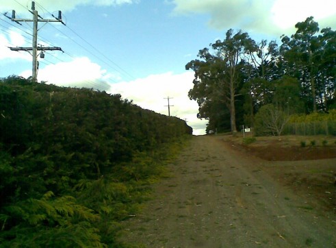 Power line clearing 13