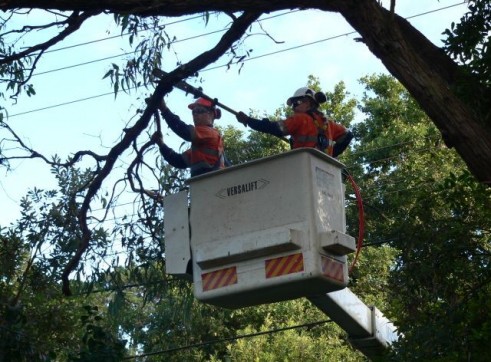 Power line clearing 2