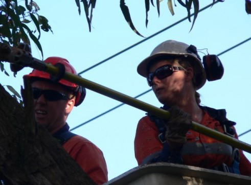 Power line clearing 3