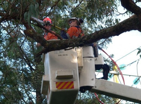 Power line clearing 4