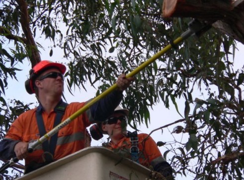 Power line clearing 5