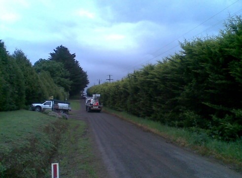 Power line clearing 6