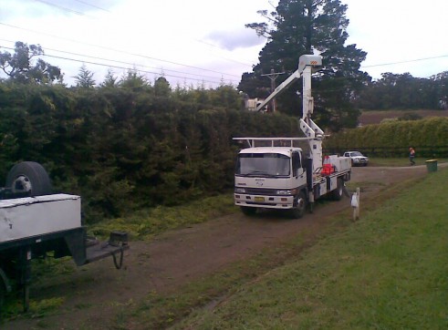 Power line clearing 8