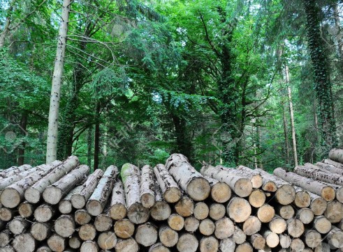 Timber Stacking