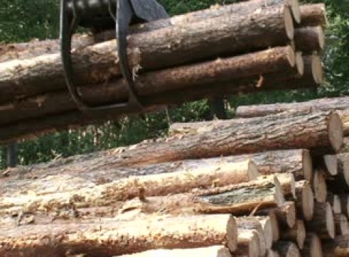 Timber Stacking 2