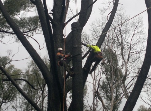 Tree Climbing