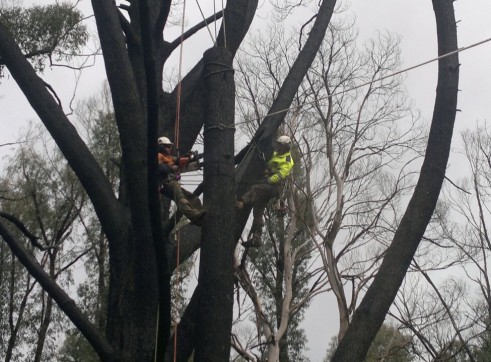 Tree Climbing 2