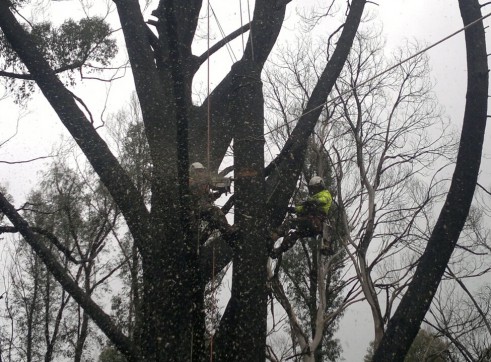 Tree Climbing 3