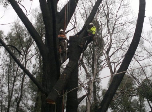 Tree Climbing 4