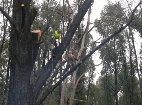 Tree Climbing 5