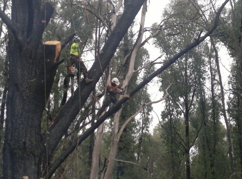Tree Climbing 6