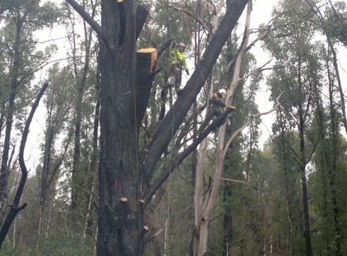 Tree Climbing 7