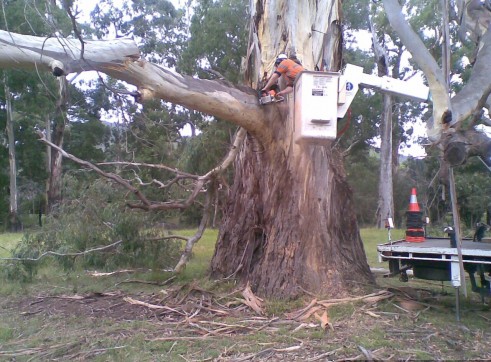 Tree removals and pruning 2