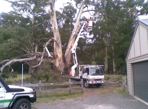 Tree removals and pruning 3