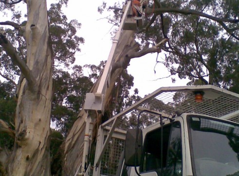 Tree removals and pruning 5