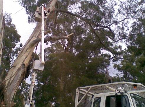 Tree removals and pruning 6