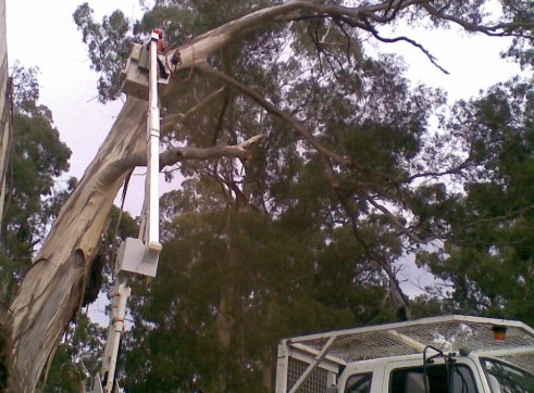 Tree removals and pruning 7