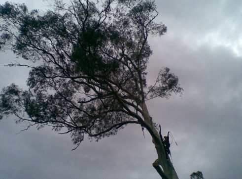 Tree removals and pruning 8