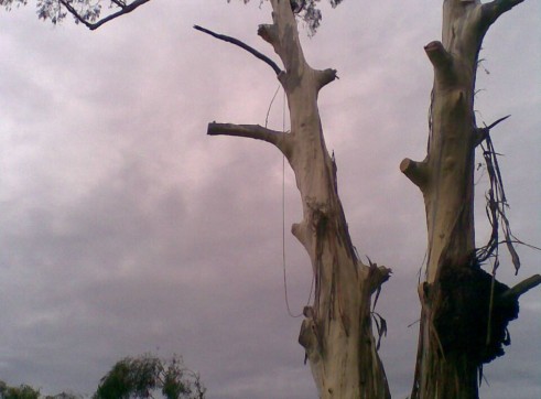 Tree removals and pruning 9