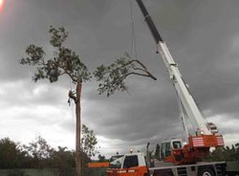 Tree Surgery 