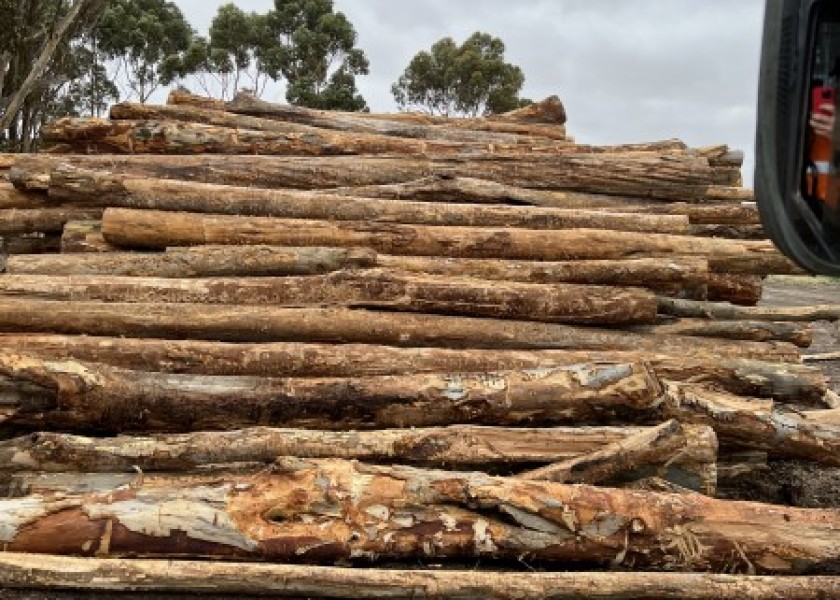 Land clearing 4