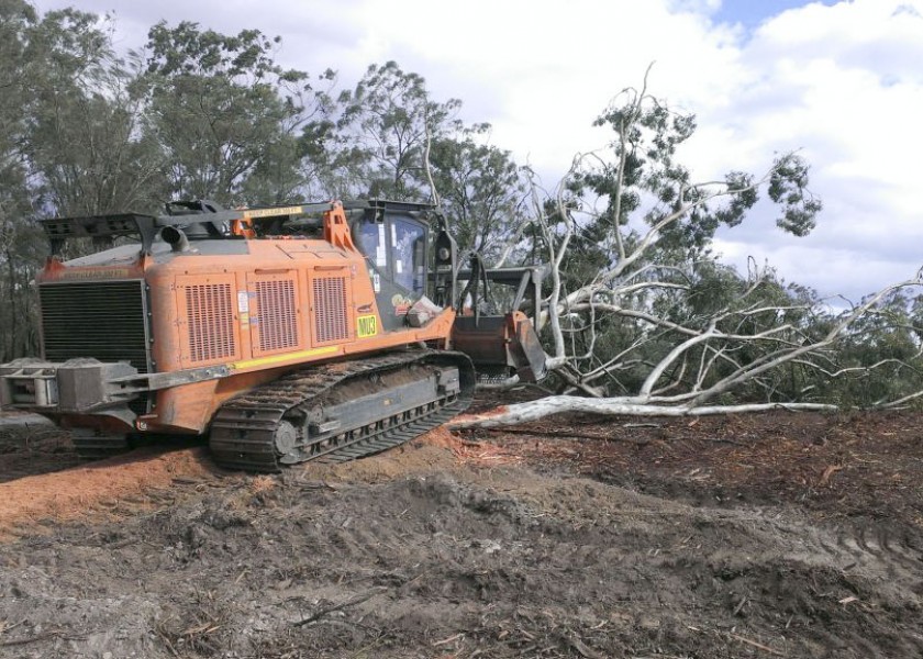 Mulching Gum Trees 1