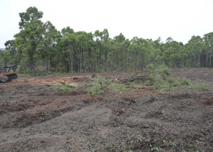 Mulching Tree - Land Clearing 5