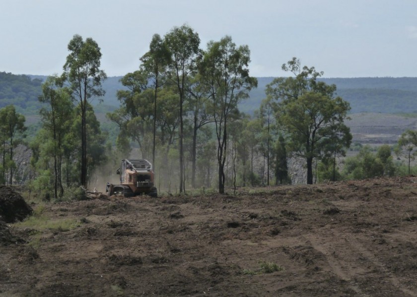 Paddock Clearing 4