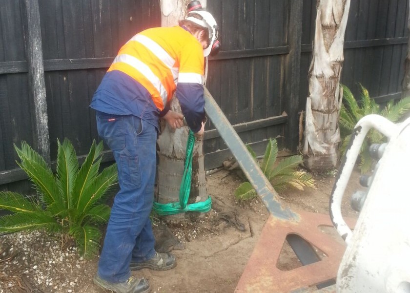 Palm tree transplants 2