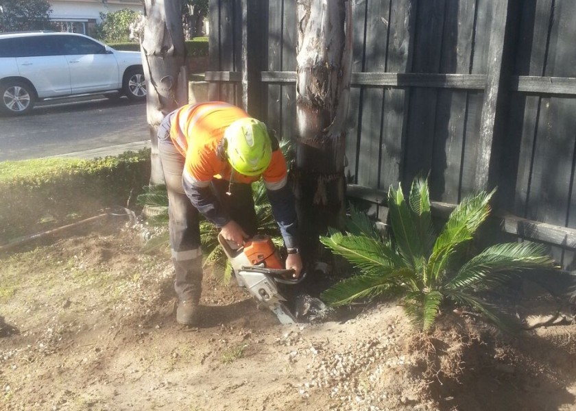 Palm tree transplants 5