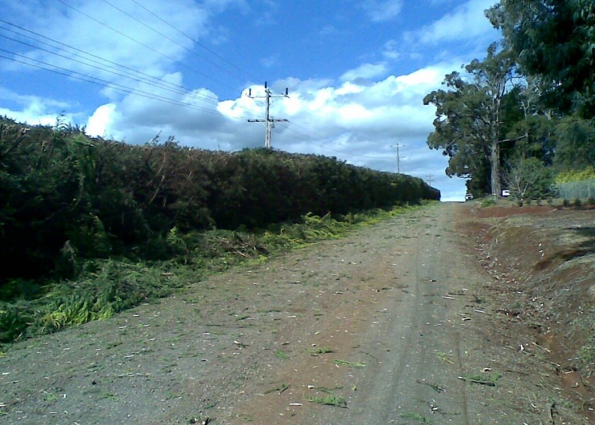 Power line clearing 11