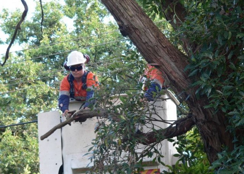 Power line clearing 1
