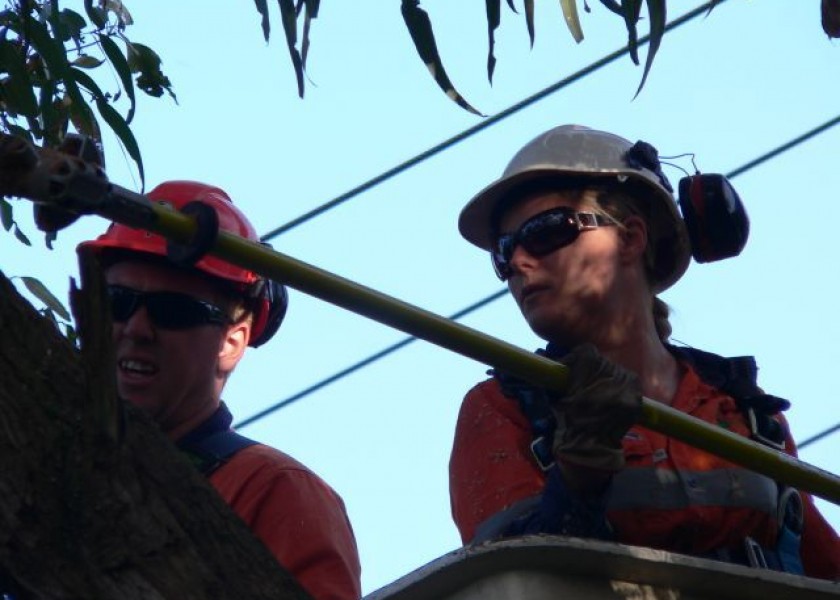 Power line clearing 3