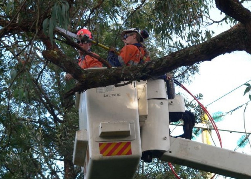 Power line clearing 4