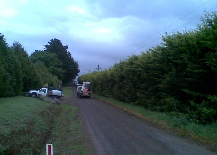 Power line clearing 6
