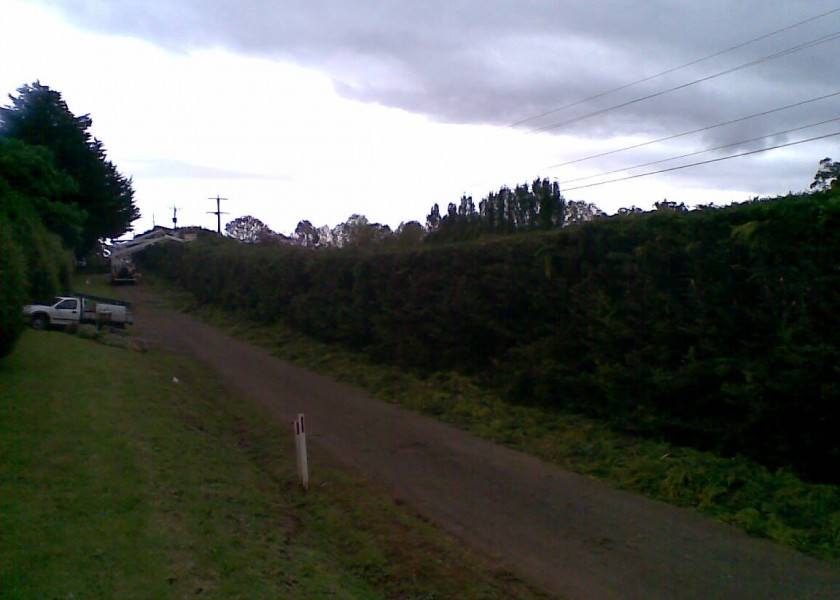 Power line clearing 9