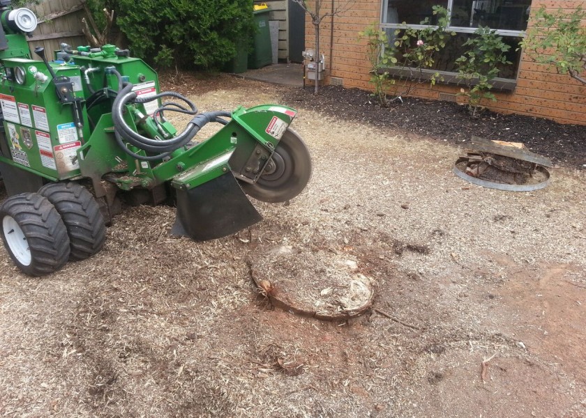 Stump grinding 6