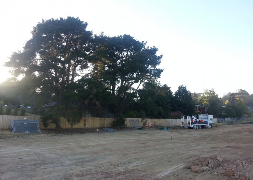 Tree Chipping 1