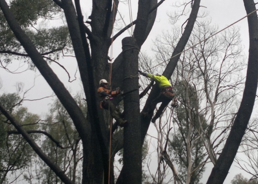 Tree Climbing 1
