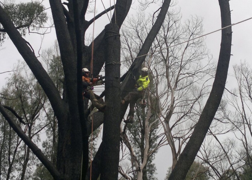 Tree Climbing 2