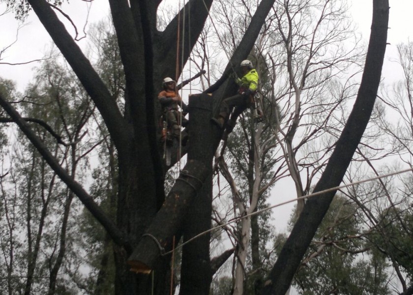 Tree Climbing 4