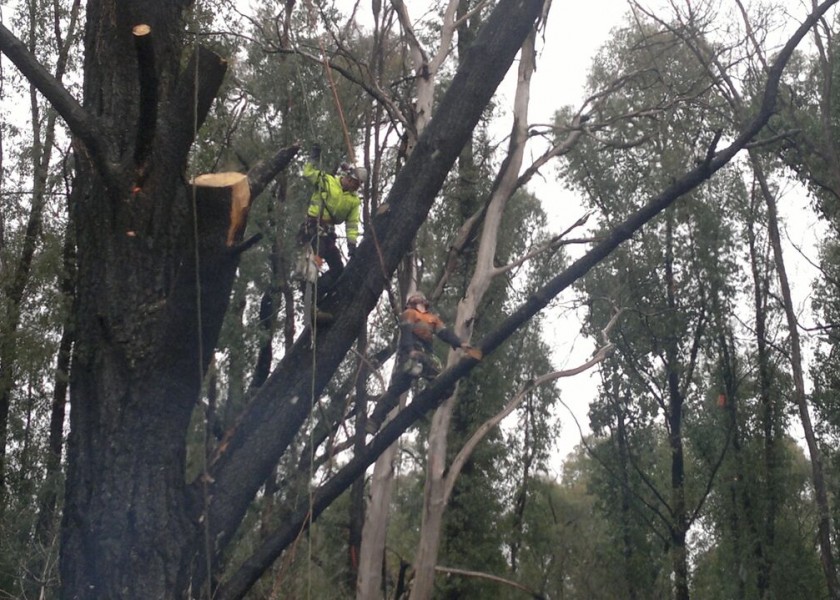 Tree Climbing 5