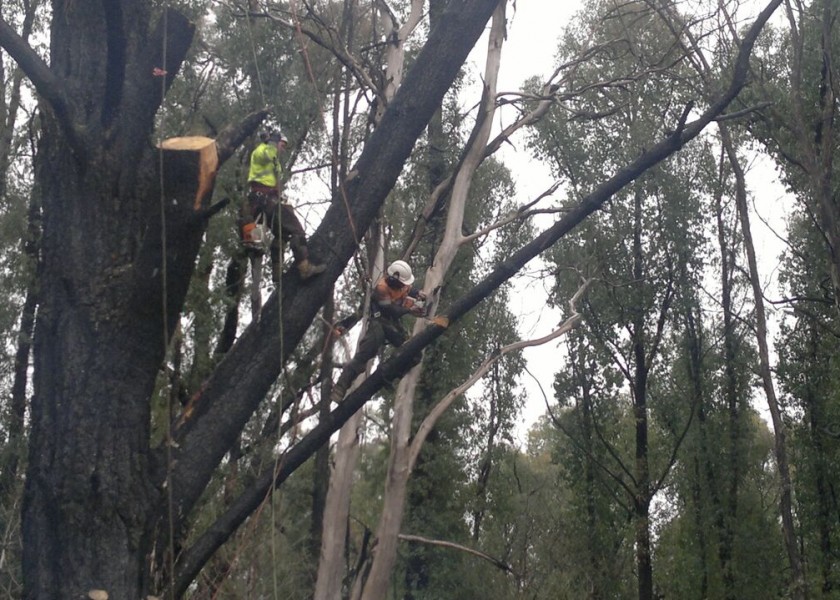 Tree Climbing 6