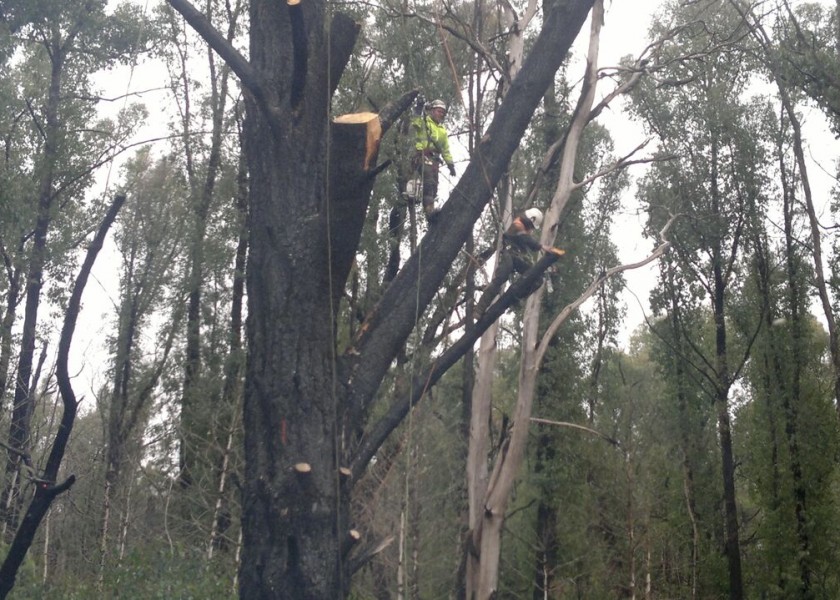 Tree Climbing 7
