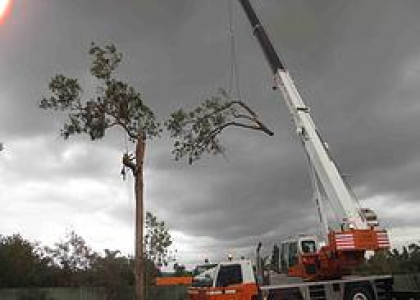 Tree Maintenance & Removal 1