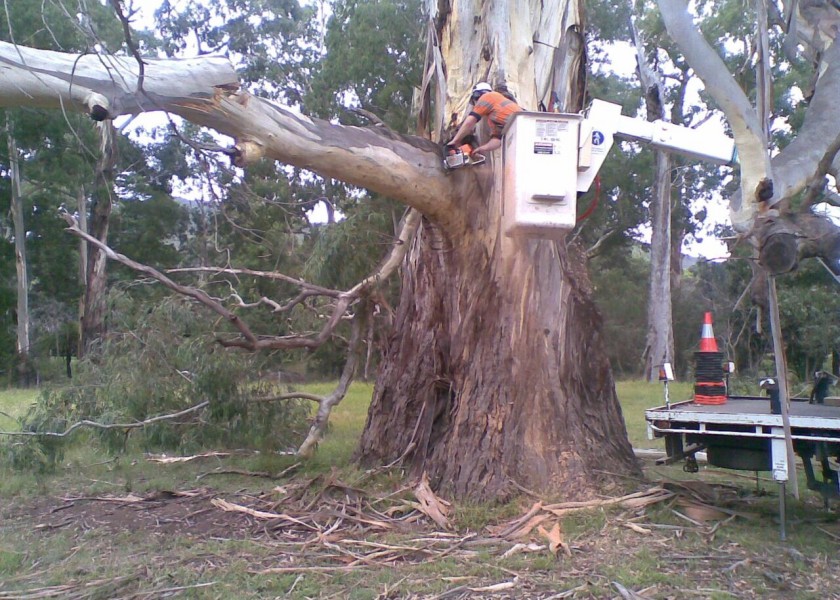 Tree removals and pruning 2