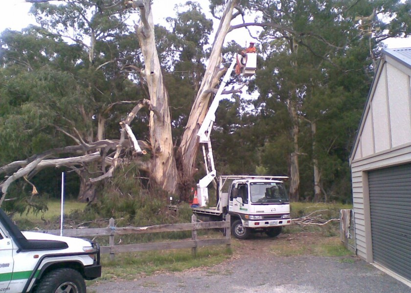 Tree removals and pruning 3