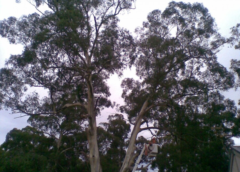 Tree removals and pruning 4